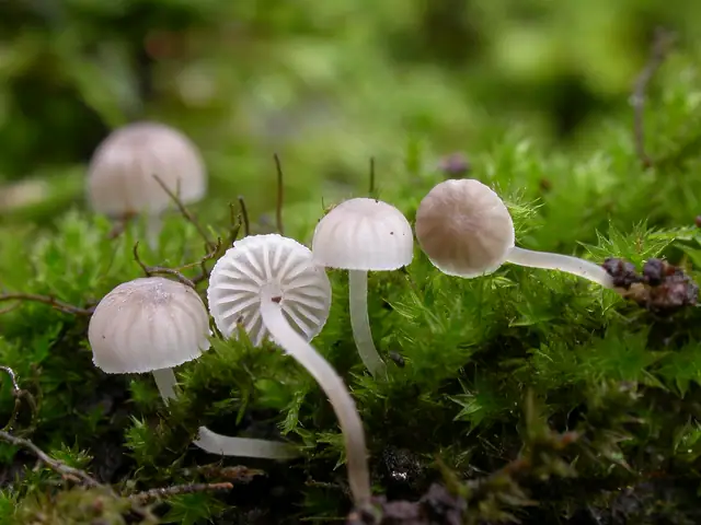 Grzybówka wygięta (Mycena supina)