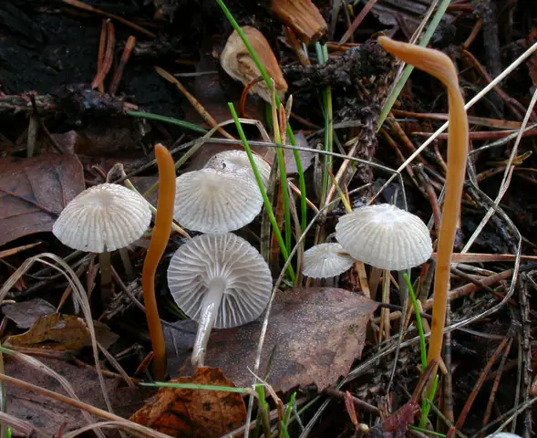 Grzybówka żelatynowoblaszkowa (Mycena vulgaris)
