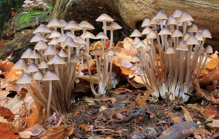 Grzybówka zgięta (Mycena inclinata)