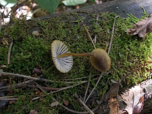 Grzybówka zielonoostrzowa (Mycena viridimarginata)