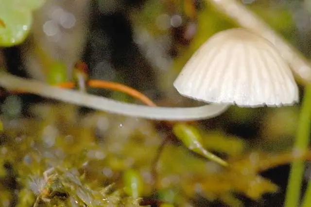 Grzybówka zimowa (Mycena hiemalis)