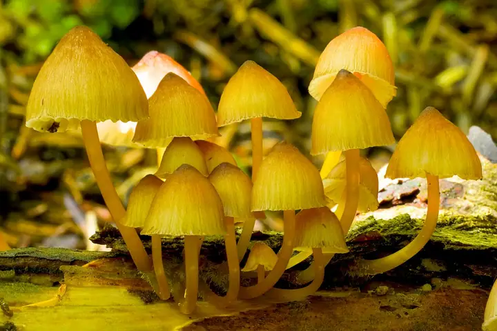 Grzybówka złototrzonowa (Mycena renati)