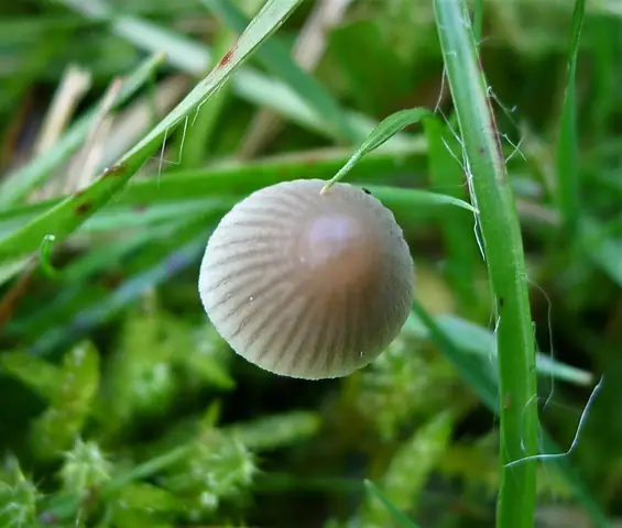Grzybówka żółtawa (Mycena flavescens)