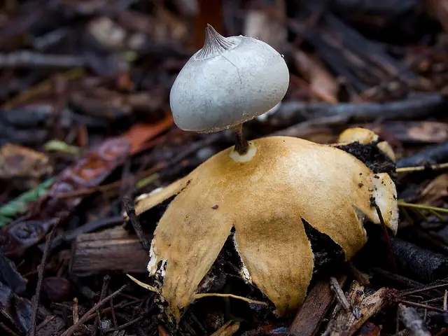 Gwiazdosz długoszyjkowy (Geastrum pectinatum)