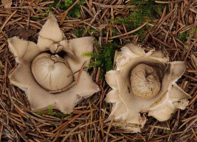 Gwiazdosz frędzelkowany (Geastrum fimbriatum)
