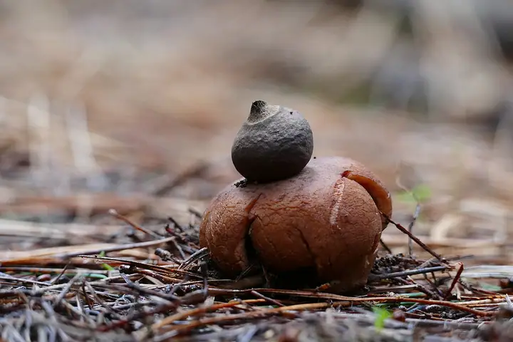 Gwiazdosz karzełkowaty (Geastrum schmidelii)