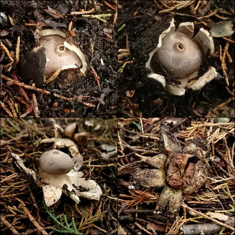 Gwiazdosz koronowaty (Geastrum coronatum)