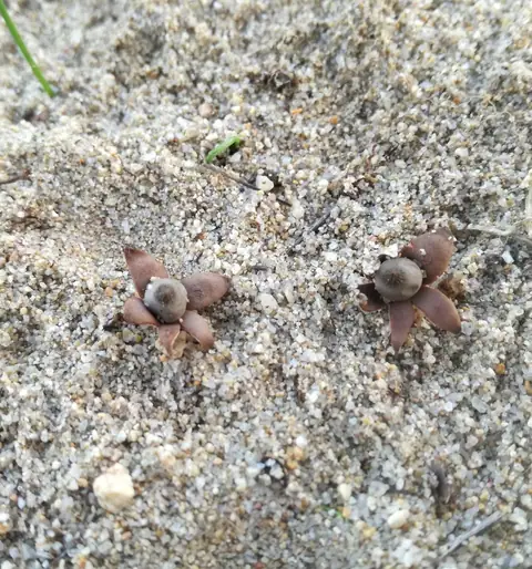 Gwiazdosz kotlaby (Geastrum kotlabae)