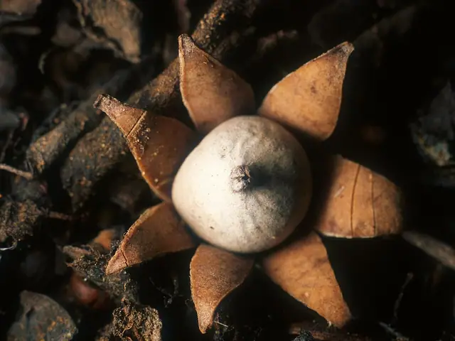 Gwiazdosz kwiatuszkowaty (Geastrum floriforme)