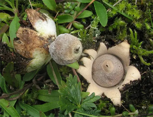 Gwiazdosz najmniejszy (Geastrum minimum)