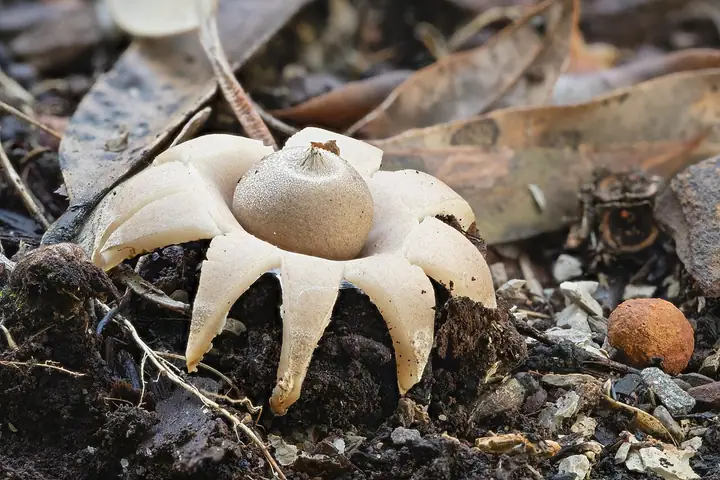 Gwiazdosz potrójny (Geastrum triplex)