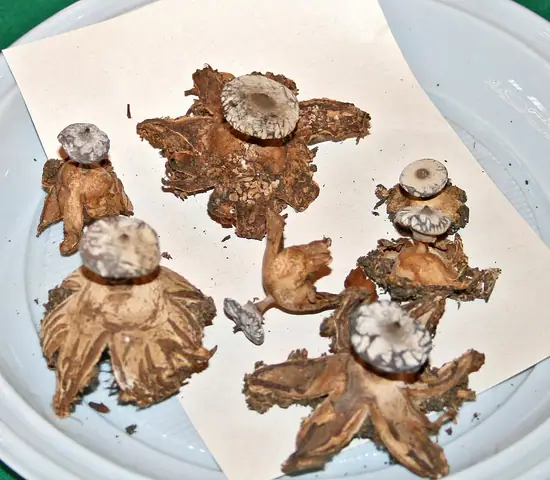Gwiazdosz prążkowany (Geastrum striatum)