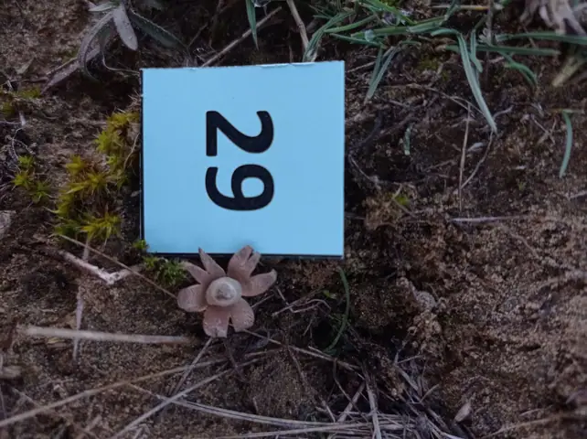 Gwiazdosz węgierski (Geastrum hungaricus)