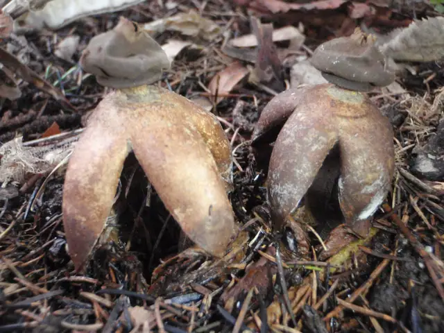 Gwiazdosz wzniesiony (Geastrum fornicatum)