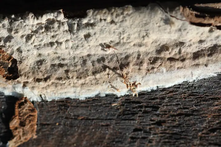 Gwiazdoszczetka ochrowa (Asterostroma cervicolor)