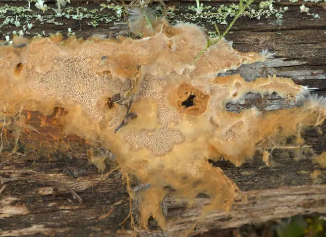 Gwiazdoząb rdzawy (Asterodon ferruginosus)