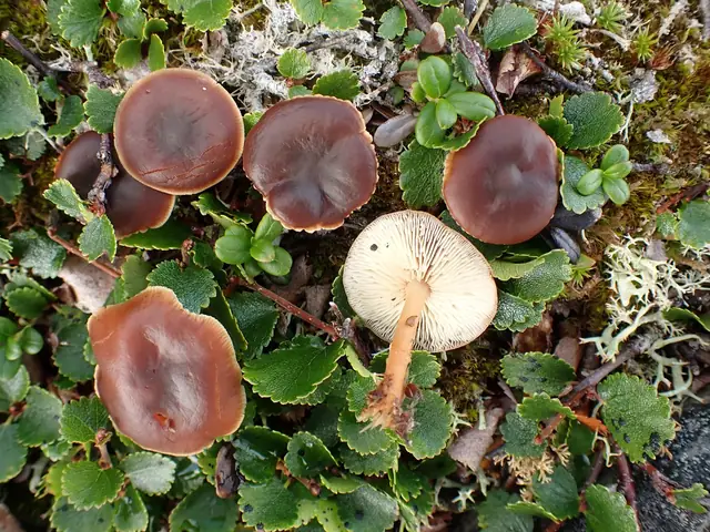 Gymnopus alpinus