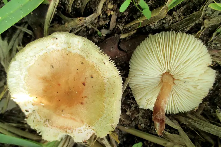 Gymnopus oreadoides