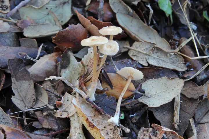 Gymnopus terginus