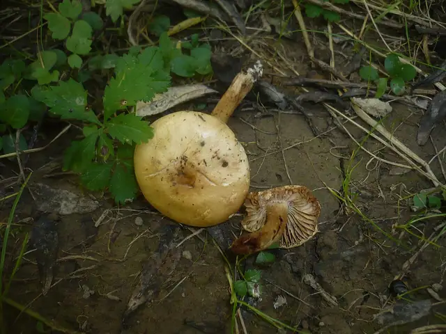 Hebeloma pallidoluctuosum