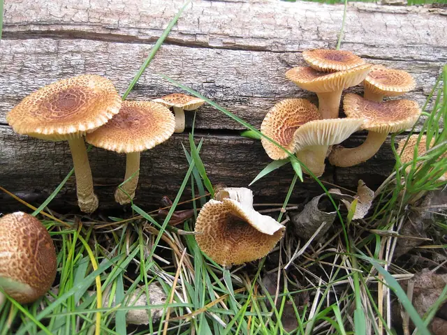Heliocybe sulcata
