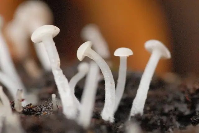 Hełmiczka dębowa (Cudoniella acicularis)