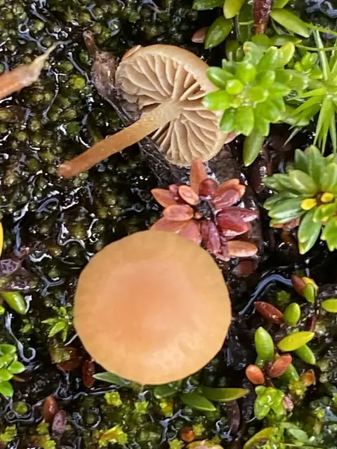 Hełmówka ampułkowatorozwierkowa (Galerina ampullaceocystis)