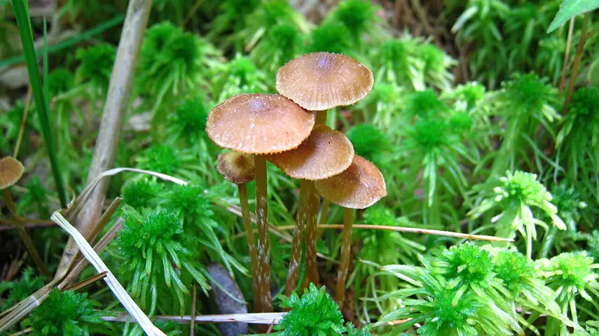 Hełmówka błotna (Galerina paludosa)