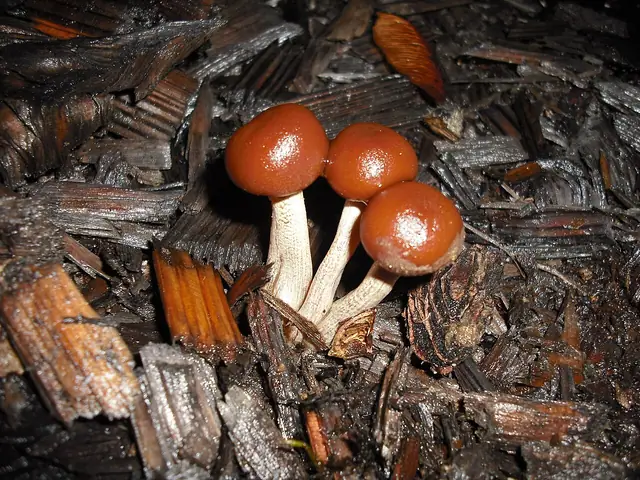 Hełmówka drobna (Galerina nana)