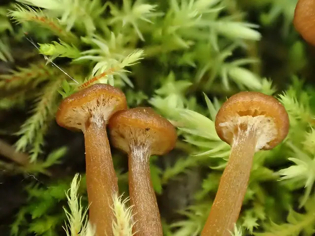 Hełmówka grzybówkopodobna (Galerina jaapii)
