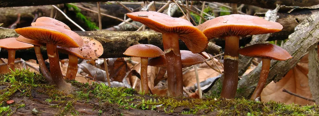 Hełmówka jesienna (Galerina autumnalis)