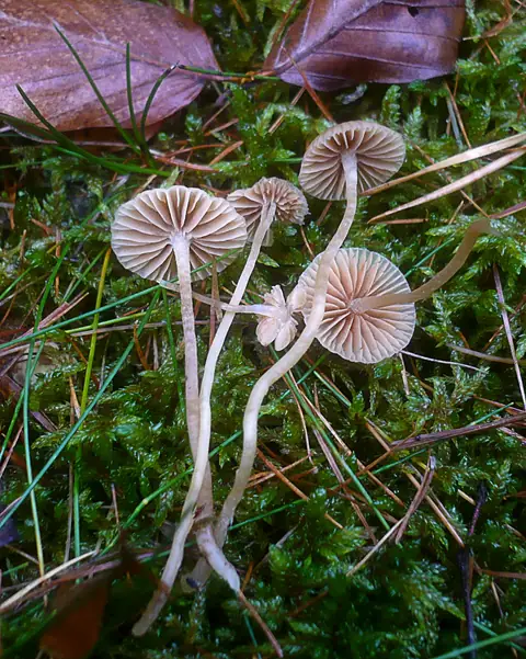 Hełmówka murawowa (Galerina graminea)