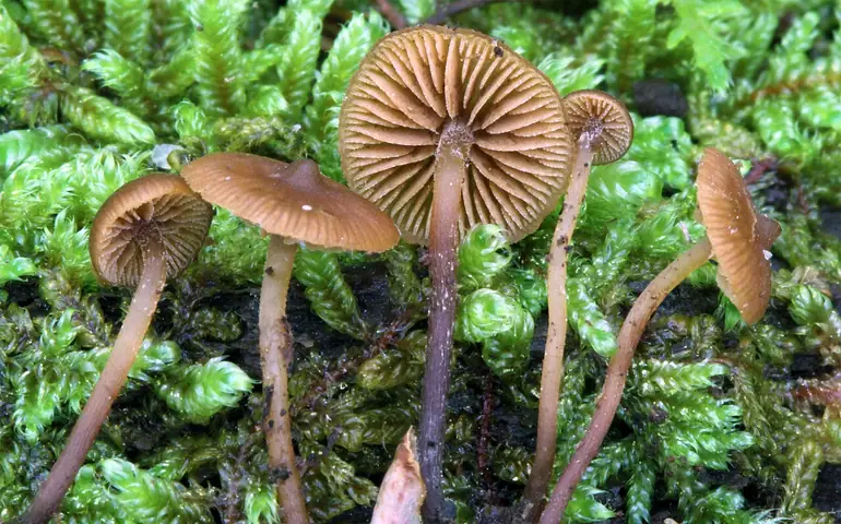 Hełmówka pniakowa (Galerina triscopa)