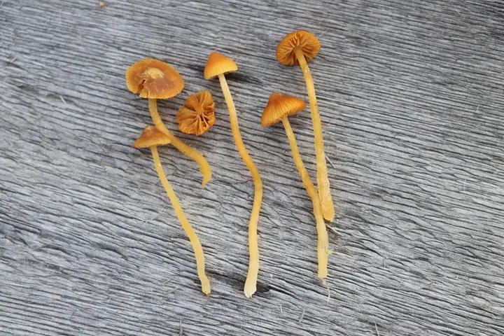 Hełmówka torfowcowa (Galerina sphagnorum)