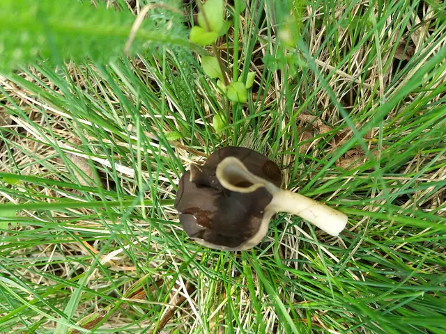Helvella monachella