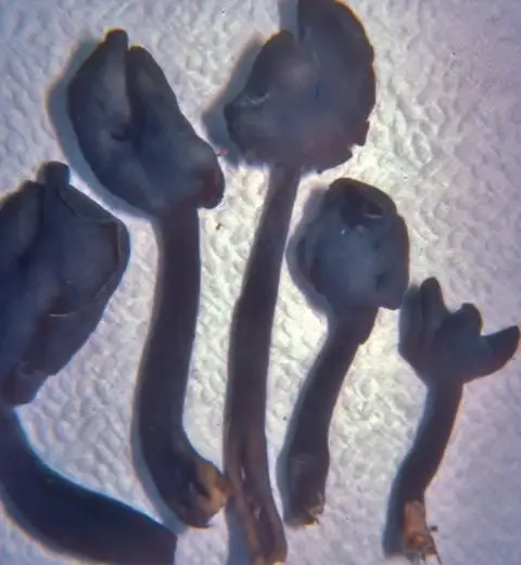 Helvella pezizoides