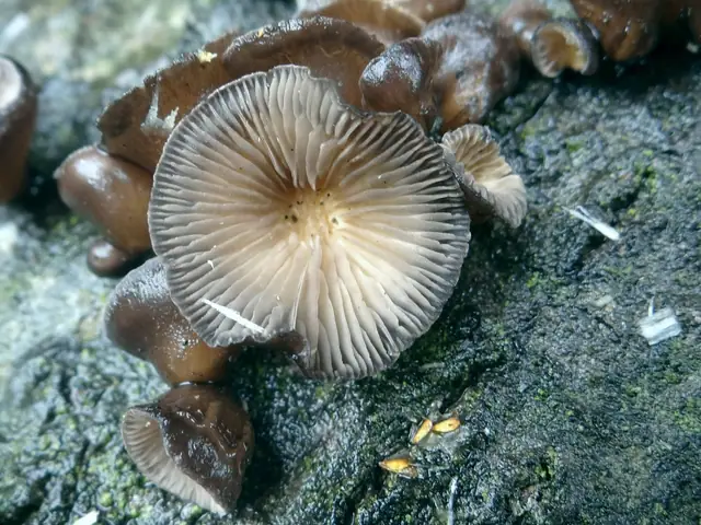 Hohenbuehelia cyphelliformis