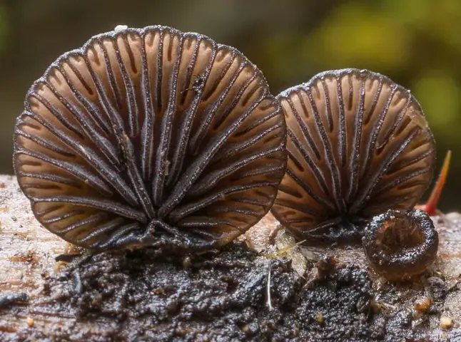 Bocznianka szarawa (Hohenbuehelia grisea)