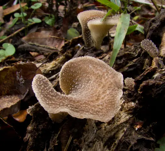 Hohenbuehelia mastrucata