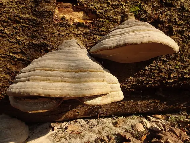 Hubiak pospolity (Fomes fomentarius)