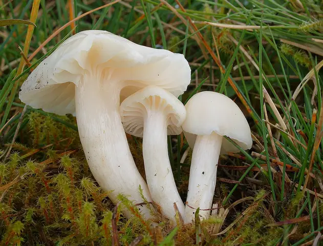 Hygrocybe virginea var. fuscescens