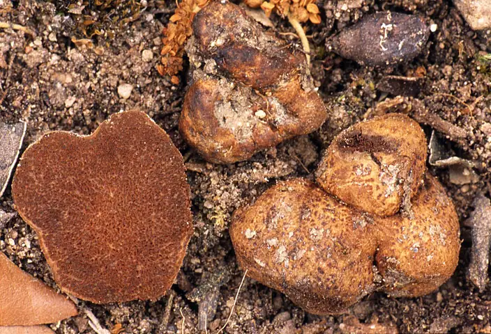 Hymenogaster bulliardii