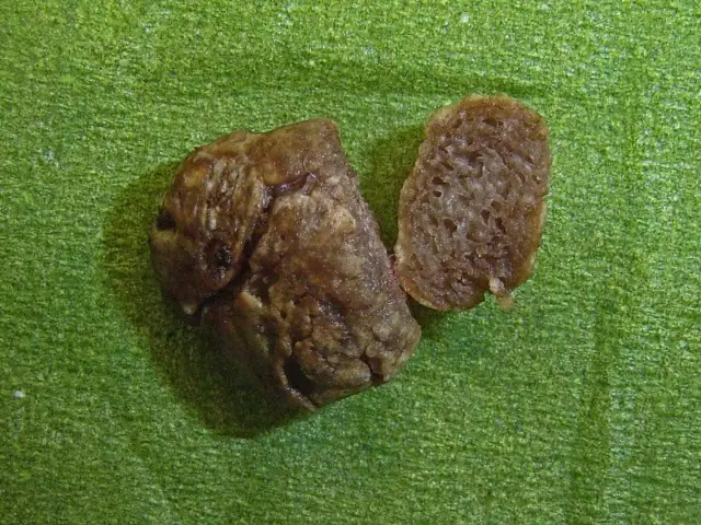 Hymenogaster decorus