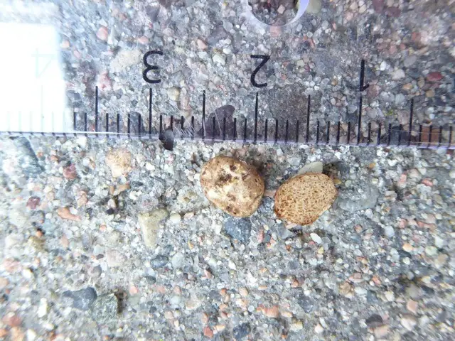 Hymenogaster populetorum