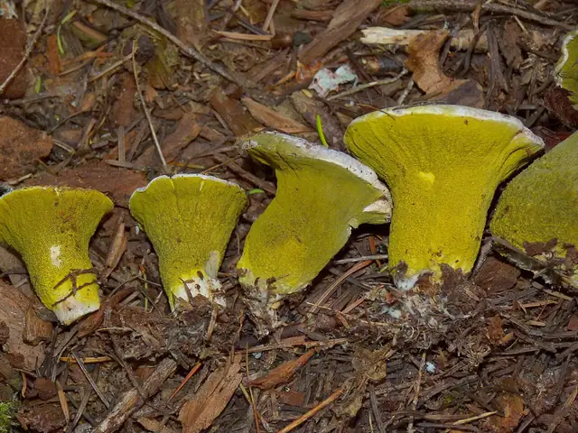 Hypomyces luteovirens