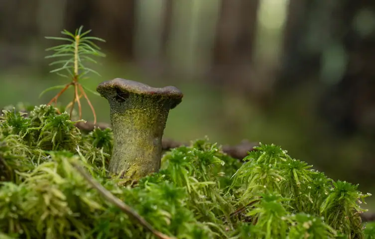 Hypomyces viridis