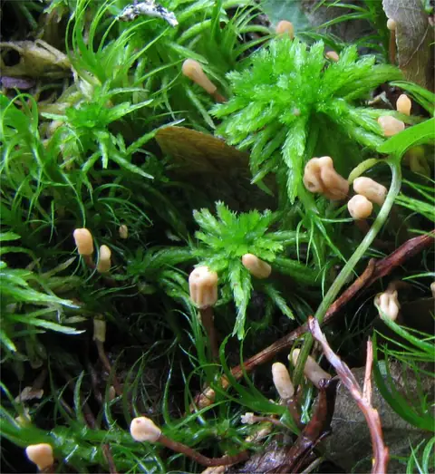 Igłówka brązowawa (Heyderia abietis)