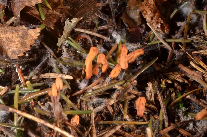 Igłówka malutka (Heyderia cucullata)