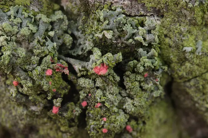 Illosporiopsis christiansena (Illosporiopsis christiansenii)