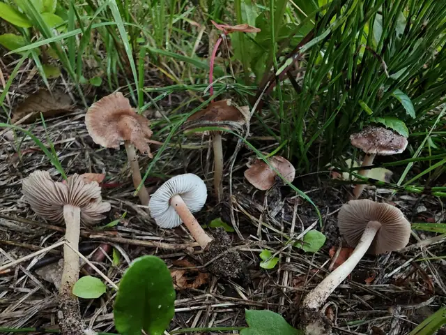 Inocybe calida
